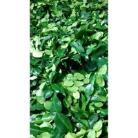 lá chúc tươi - lá chanh thái An giang 1kg chỉ gửi miền nam