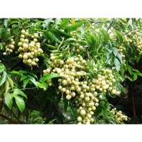 LÁ MẮC MẬT TƯƠI 10KG