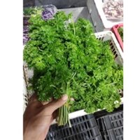 Lá PARSLEY mùi tây Fresh leaves để nấu ăn ,giâm cành 100g