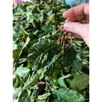 Lá sung khô có mụt 500g