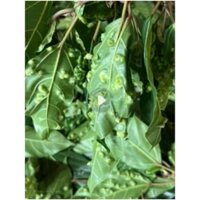 Lá sung khô có mụt