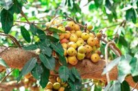 Lá Sung Trị Tiểu Đường: Sự Thật Khoa Học và Hướng Dẫn Sử Dụng