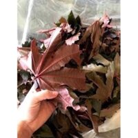 lá thầu dầu khô 120k