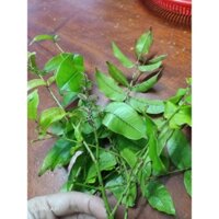 Lá Trâng, xuyên tiêu, Lá Sưng