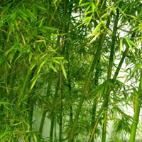Lá Tre Gai Sấy Lạnh Trúc Diệp Trà Lợi Tiểu Mát Gan Thải Độc Túi 300g [ Mộc Vạn An_ Trà Thảo Mộc ]