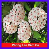 Lan Cẩm Cù - cây cảnh trong nhà  tặng phân bón cho cây mau lớn