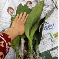 lan cát 1lá .nhiều màu độc lạ