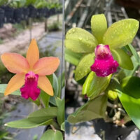 Lan Cát Đổi Màu , Lan Cattleya  Hoa Thơm, Hoa Lan Tâm Thảo.