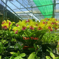 Lan Cát Vua Mèo, Lan Cattleya Vua Mèo Hoa Thơm, Hoa Lan Tâm Thảo.