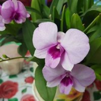 Lan dendro bền màu