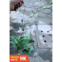 Lan Dendro Hồng Nhạt