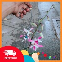 Lan Dendro Tím Nhạt