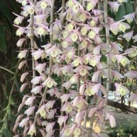 Lan hạc vỹ ( cây giống )