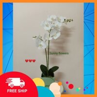 Lan Hồ Điệp ♥️ Lọ hoa lụa cao cấp  ♥️ sang trọng,decor nội thất đẹp