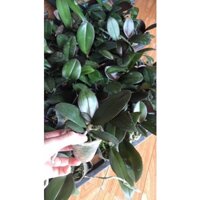 lan hồ điệp cây giống( combo 10 cây)