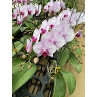 Lan hồ điệp mini - hoa lan thật cao cấp và bền
