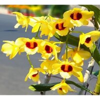 Lan Hoàng thảo Gatton sunray