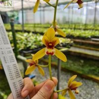 Lan Kiếm Thái ⚡️#𝙁𝙍𝙀𝙀 𝙎𝙃𝙄𝙋 𝙑𝘼̀ 𝙂𝙄𝘼̉𝙈 𝙂𝙄𝘼́ 𝙎𝙊̂́𝘾#⚡️,Kiếm Thái hoa sổ, nhiều mặt hoa đẹp, lá láng, cây đẻ say