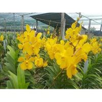 lan mokara combo 20 cây giống đủ màu siêu rẻ