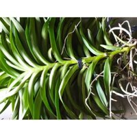 lan mokara combo 20 cây giống 40-50 cm cây tơ siêu khỏe ra hoa nhanh