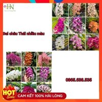 Lan ngọc điểm giống combo đủ màu ⚡️FREE SHIP - MUA 10 TẶNG 1⚡️, hàng Thái nhiều màu, cây khỏe, ship nguyên cốc, kèm HD.