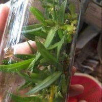 Lan   ngọc điểm rừng( nghinh xuân)