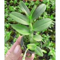 Lan phi điệp 5 cánh trắng Bạch tuyết, cây giống cấy mô, hoa đẹp hiếm