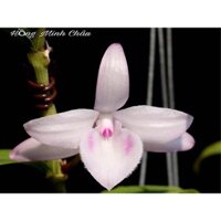 Lan Phi Điệp 🎁Mua 3 Tặng 1🎁 Hồng Minh Châu [ Cây Giống ]