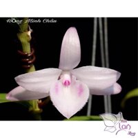 Lan Phi Điệp 🎁Mua 3 Tặng 1🎁 Hồng Minh Châu [ Cây Giống ]