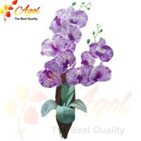 Lan treo tường tím trắng nhỏ hồ điệp