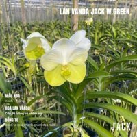 Lan Vanda Jack W.Green - Bông To Đẹp