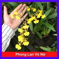 Lan Vũ Nữ - cây cảnh trong nhà  tặng phân bón cho cây mau lớn