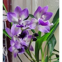 Lan Vũ Nữ Chim Xanh đang vòi hoa