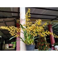 Lan vũ nữ mật ngọt cây trưởng thành sắp nụ