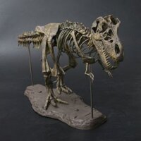 Lắp ráp mô Hình Xương Khủng Long T-rex (4D Assembled Triangle Dragon Fossil Dinosaur Skeleton Model)