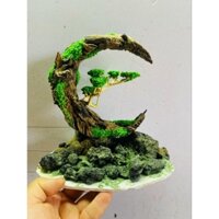 layout mặt trăng bể 30.20.20 cm.hoặc cupic 20 cm