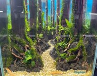 Layout rừng (Bể cubic 25)