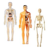 Learning Prop Mô hình cơ thể con người Bộ dụng cụ khoa học Mô hình tương tác Đồ chơi học tập Cơ thể Phần cơ thể Con người cho trẻ em