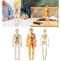 Learning Prop Mô hình cơ thể con người Bộ dụng cụ khoa học Mô hình tương tác Đồ chơi học tập Cơ thể Phần cơ thể Con người cho trẻ em