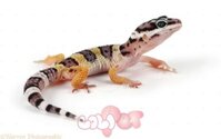Leopard Gecko – Thằn lằn da báo : Lột xác , độ ẩm và nước khi nuôi