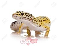 Leopard Gecko – Thằn lằn da báo : Thông tin cơ bản cần biết