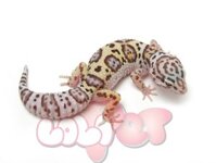 Leopard Gecko – Thằn lằn da báo