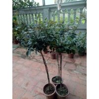 lh Combo 3 cây hoa hồng thân gỗ cực xinh (chọn màu)