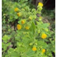 Liệu trình tuyến giáp, tan u bướu (1kg ké hoa đào ,1kg xạ đen,1kg cải trời)  thảo dược sạch