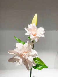 Lily Spring - Hoa Ly Cánh Kép Nhật