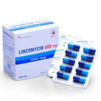Lincomycin 500mg điều trị các chứng nhiễm khuẩn  – CÔNG TY CỔ PHẦN NHÀ THUỐC NHÂN DÂN – PHƯỢNG HOÀNG