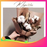 linlin20shop  Hoa bông gòn cotton cắm hoa khô, trang trí nhà cửa, chụp ảnh sản phẩm