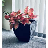 [Liti Shop] - Chậu trồng cây đan dây nhựa cao cấp - sang trọng, bền đẹp