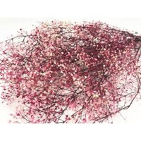 LLO Hoa khô Decor ❤️FREESHIP❤️ Mini Baby's Breath nhập cảng Nhật Bản trang trí nhà cửa, thiệp cưới vintage 73 2