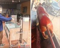 Lò Quay Heo Nguyên Con - Lò Motor + Xích